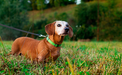 A dachshund dog stands sideways on the grass. The dog is old and gray. He is kept on a leash....