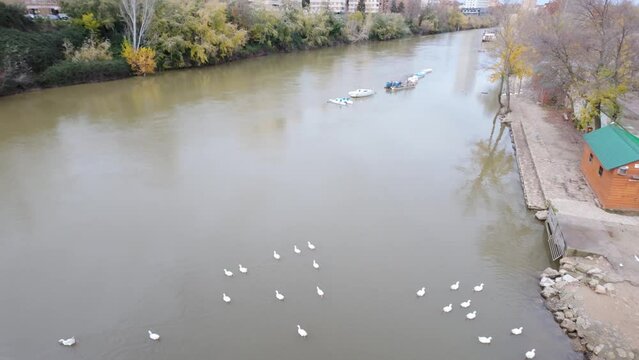 Ducks on the Pisuerga River that crosses the city of Valladolid in Castilla Leon.