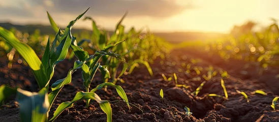 Photo sur Aluminium Herbe Rows of young corn plants on a fertile field with dark soil Green corn field in the sunset Green corn maize field in early stage. Creative Banner. Copyspace image