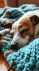 Young Jack Russell Terrier peacefully rests on a turquoise knitted blanket, sprawled on the parquet floor of the living room on a sunny day