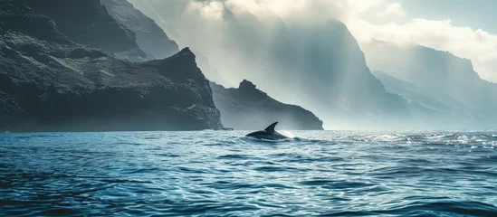 Foto op Plexiglas Canarische Eilanden Whale watching with dolphin sighting off the coast of Tenerife. Creative Banner. Copyspace image