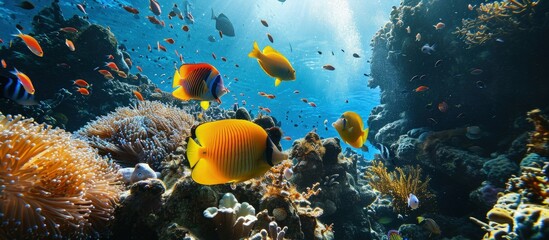 Obraz na płótnie Canvas Marine life close up photos for fish under water. Creative Banner. Copyspace image