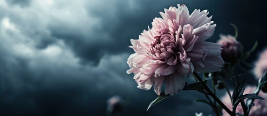 No matter how beautiful life is like a flower it is dark when it is covered with dark clouds. Creative Banner. Copyspace image - obrazy, fototapety, plakaty