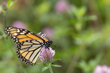 Monarch Butterfly, Danaus plexippus, female, nectaring on red clover, Trifolium pratense