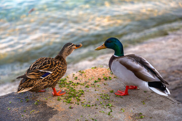 Ducks feeding on clover leaves by the Geneva Lake, Switzerland