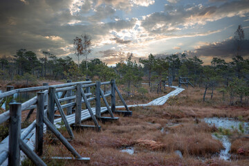 wooden boardwalk winding through serene swamp at sunset, showcasing the tranquil beauty of nature's...