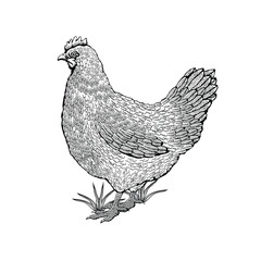 Vector illustration of a chicken