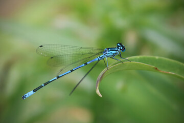 blue damselfly on a leaf with green background