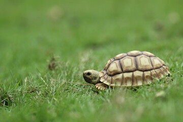 tortoise, sulcata, a sulcata tortoise walking on a stretch of grass