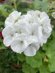 Clusters of White Geranium flower