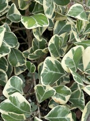 Variegated common Ivy plant