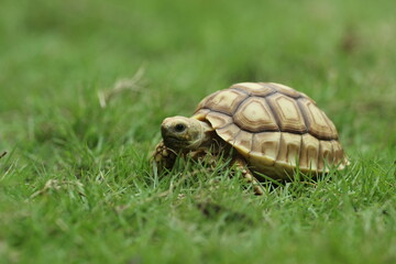 Obraz premium tortoise, sulcata, a sulcata tortoise walking on a stretch of grass