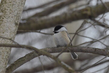 Fototapeta premium La Plaine 1 Janvier 2024