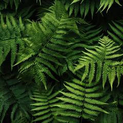 Fotografia con detalle y textura de varias hojas con tonos verdes sobre fondo de color negro