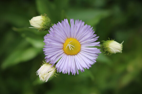 closeup of a fleabane flower