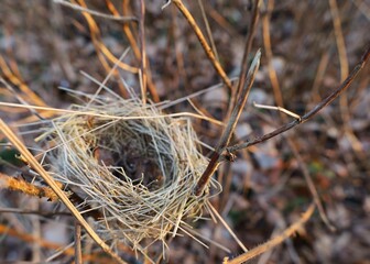Empty bird nest between branches