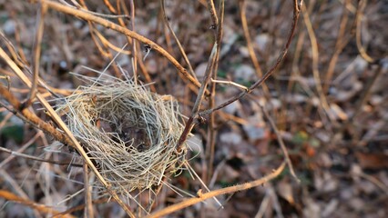 Empty bird nest between branches