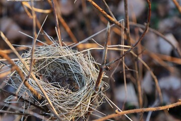 empty bird nest in the bush