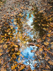 forest autumn reflection of the sky in a puddle