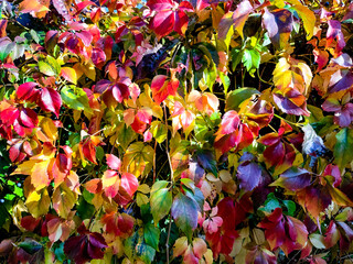 wall of colorful leaves
