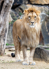 African Lion (Panthera leo) In The Wild