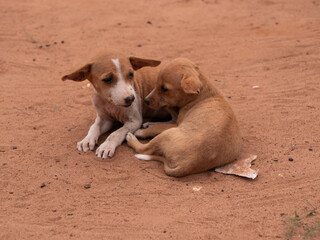 Pieski © Pawel Kaczmarski