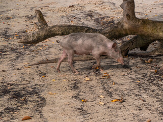 Świniak na afrykańskiej wsi