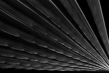 Fototapeta premium Abstract background of shadows palm leaf. White and Black. Tropical Palm leaf nature background. Black and white tone. Striped of palm leaf. Abstract line of nature background. Turkey
