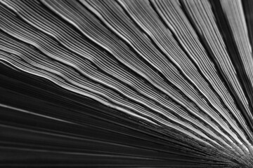 Abstract background of shadows palm leaf. White and Black. Tropical Palm leaf nature background....