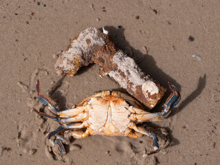 Krab © Pawel Kaczmarski