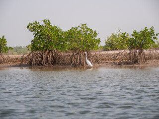 Mangrowce na rzece
