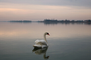 swan on the lake in the evening