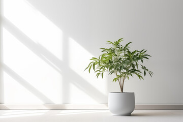 Indoor plant in a pot near the window on the white background. Space for text. Generative AI