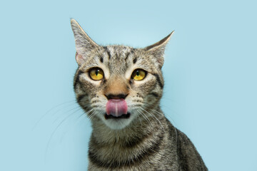 Portrait hungry small cat pet licking its lips with tongue. Isolated on blue pastel background