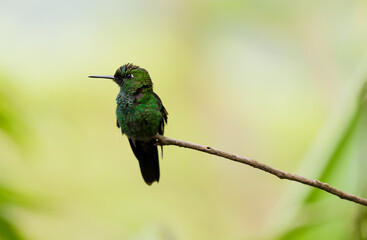 Fototapeta premium Colibri posado en una rama