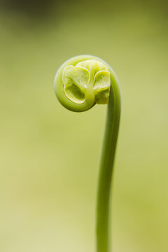 Creciendo Images Browse 1,581 Stock Photos, Vectors, and Video