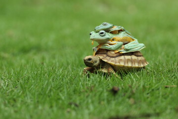 turtle, sulcata, frog, flying frog, green frog, a cute sulcata turtle, and two frogs on its back
