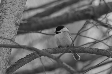 La Plaine 1 Janvier 2024 - N&B