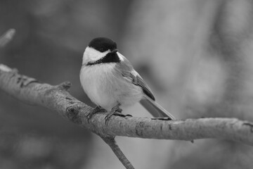 La Plaine 1 Janvier 2024 - N&B