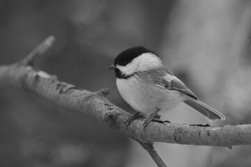 Obraz premium La Plaine 1 Janvier 2024 - N&B