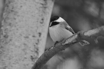 La Plaine 1 Janvier 2024 - N&B