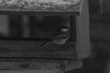 La Plaine 1 Janvier 2024 - N&B