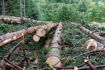 Felled trees in the forest