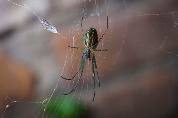 Closeup of a Leucauge sp. spider on her web.