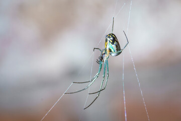Closeup of a Leucauge sp. spider on her web.