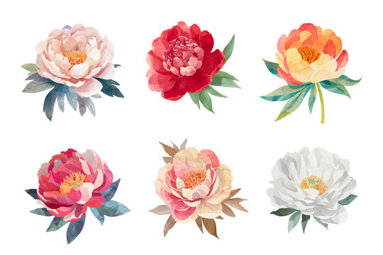 watercolor graphic resources with transparent background, peony flower drawing set / collection
