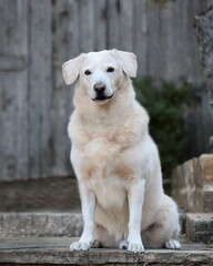 golden retriever dog, Texas Dog