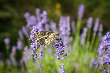 Violet lavender fields in Pisari