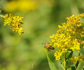 Goldenrod Soldier Beetle, Chauliognathus pensylvanicus, on goldenrod, Solidago sp.
