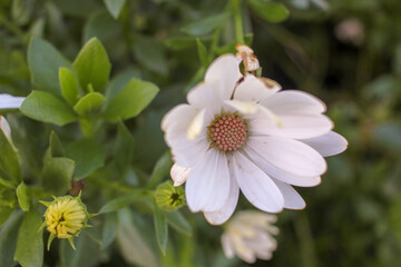 Obraz premium white petal in a flower in spring